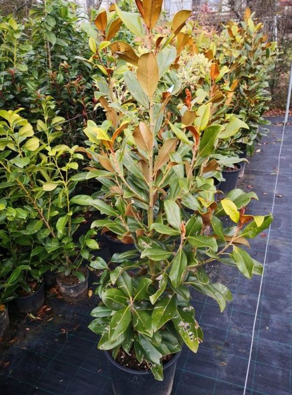 Magnolia grandiflora Goliath